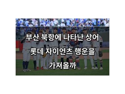 부산 북항에 나타난 상어 롯데 자이언츠 행운을 가져올까